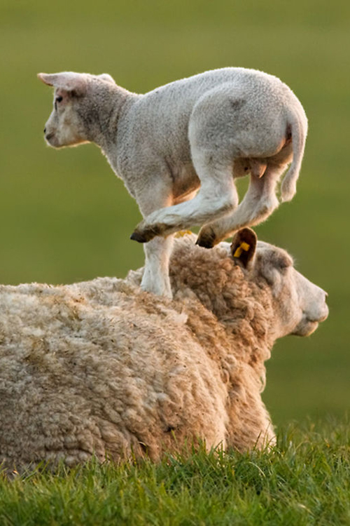 RO Sheep Jump