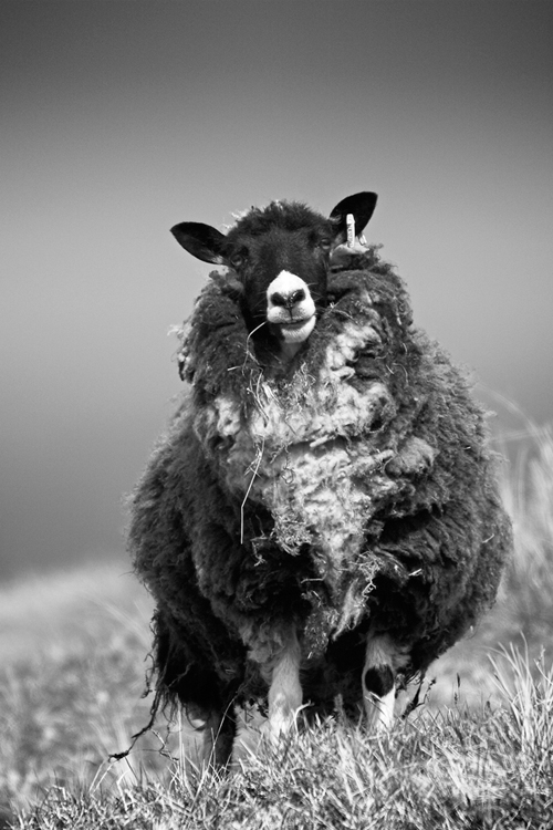 Sheep, Wester Quarff, Shetland Isles